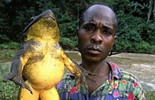 世界上唯一會咬人的青蛙食人蛙