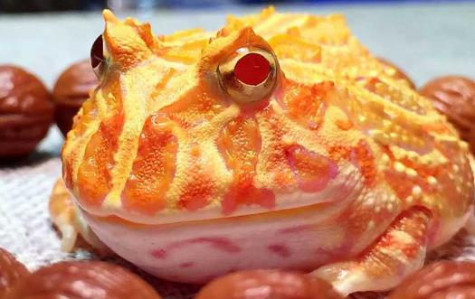 世界上最漂亮的青蛙