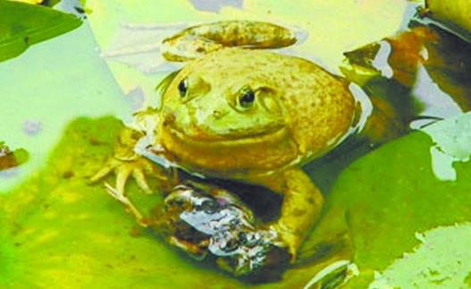 世界上唯一會咬人的青蛙食人蛙