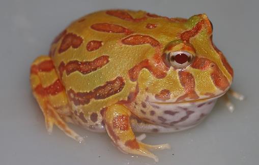 世界上最漂亮的青蛙