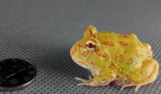 世界上最漂亮的青蛙