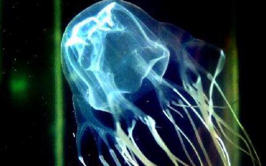 世界上最毒的水母箱水母