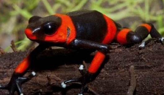 世界上極危青蛙