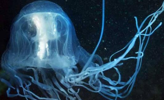 世界上最毒的水母箱水母