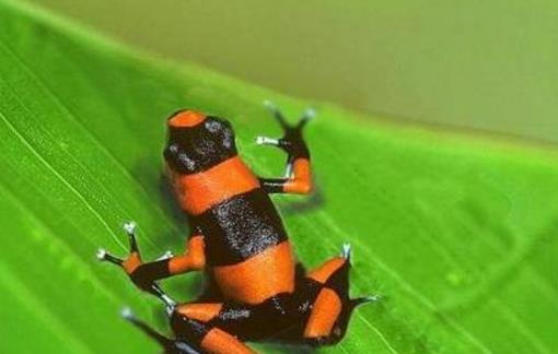 世界上極危青蛙