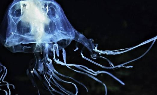 世界上最毒的水母箱水母