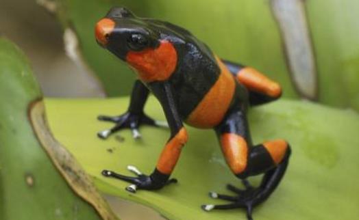 世界上極危青蛙