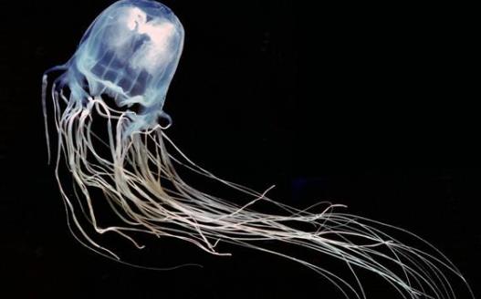 世界上最毒的水母箱水母