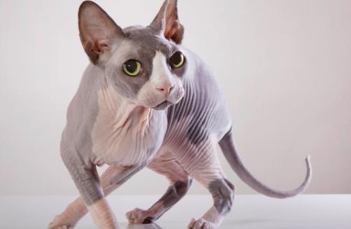 世界上最丑的貓