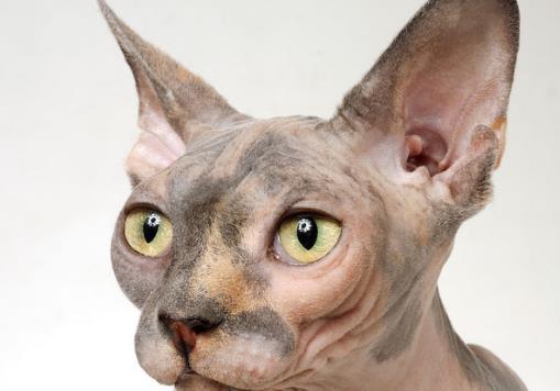 世界上最丑的貓