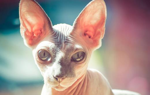 世界上最丑的貓