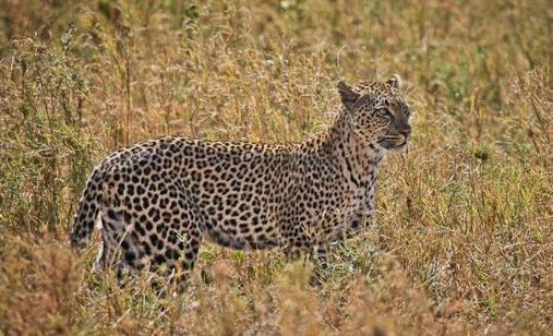 史前最強獵豹 桑給巴爾豹已經滅絕