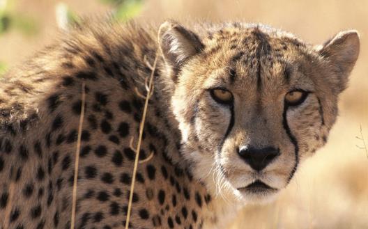 史前最強獵豹 桑給巴爾豹已經滅絕