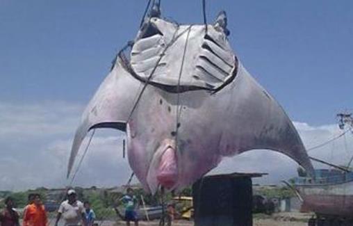 世界上最大的淡水魚