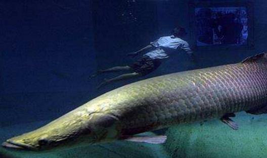 世界上最大的淡水魚