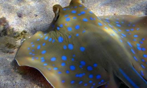 世界上最大的淡水魚