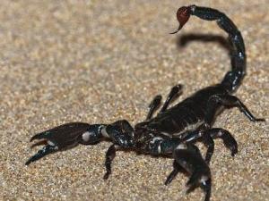 ����������Ы�� ���޵���Ы������_20����