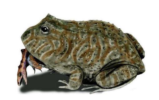 世界上最大的青蛙