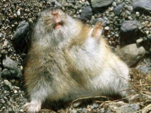 ������ʲô���ﷱֳ��� ���O�����u����������a�C