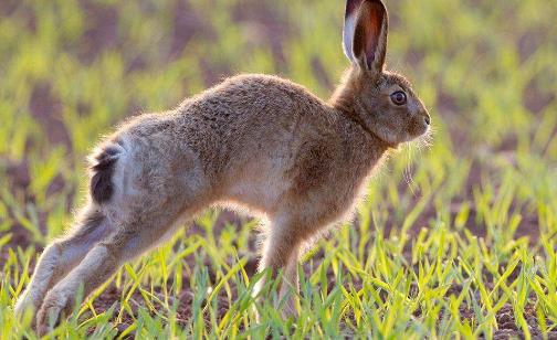 世界上最快的兔子