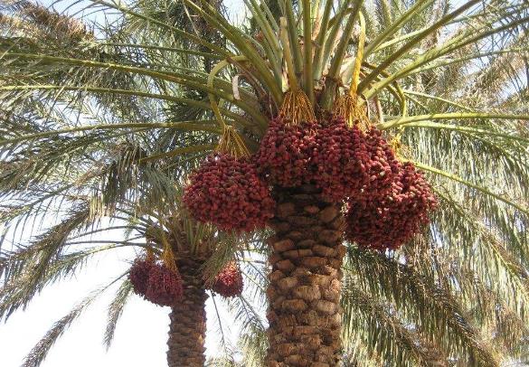 世界上生產(chǎn)椰棗最多的是哪個國家?伊拉克棗椰樹簡介