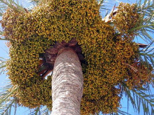 世界上生產(chǎn)椰棗最多的是哪個國家?伊拉克棗椰樹簡介