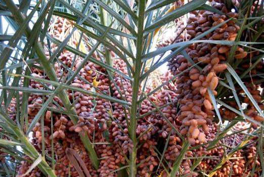 世界上生產(chǎn)椰棗最多的是哪個國家?伊拉克棗椰樹簡介