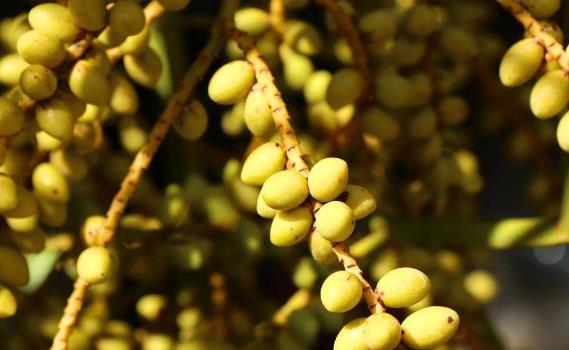 世界上生產(chǎn)椰棗最多的是哪個國家?伊拉克棗椰樹簡介