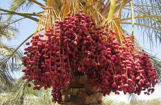 世界上生產(chǎn)椰棗最多的是哪個國家?伊拉克棗椰樹簡介