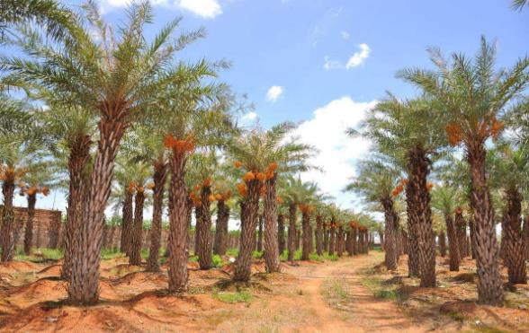 世界上生產(chǎn)椰棗最多的是哪個國家?伊拉克棗椰樹簡介