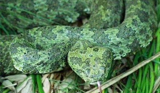 世界上最貴的毒蛇莽山烙鐵頭蛇 價格高達百萬美元中國特有品種