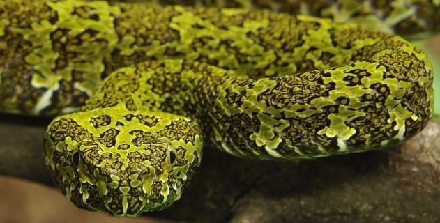 世界上最貴的毒蛇莽山烙鐵頭蛇 價格高達百萬美元中國特有品種
