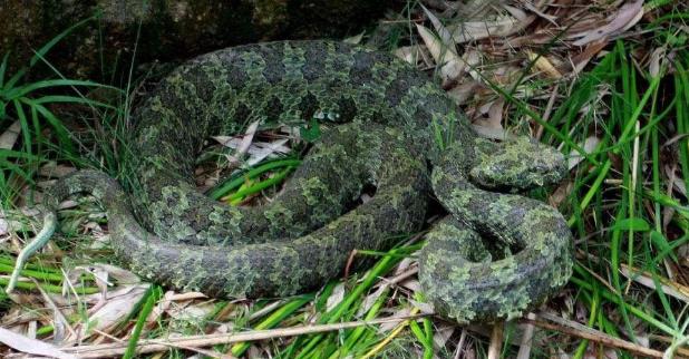 世界上最貴的毒蛇莽山烙鐵頭蛇 價格高達百萬美元中國特有品種