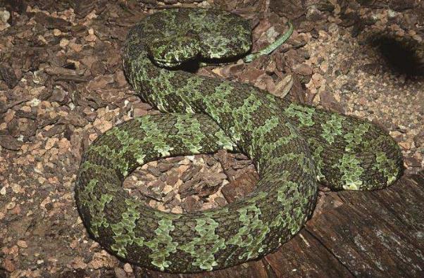 世界上最貴的毒蛇莽山烙鐵頭蛇 價格高達百萬美元中國特有品種