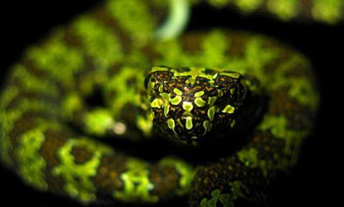 世界上最貴的毒蛇莽山烙鐵頭蛇 價格高達百萬美元中國特有品種