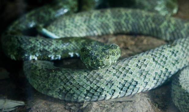 世界上最貴的毒蛇莽山烙鐵頭蛇 價格高達百萬美元中國特有品種