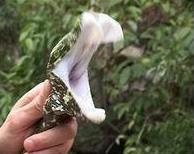 世界上最貴的毒蛇莽山烙鐵頭蛇 價格高達百萬美元中國特有品種