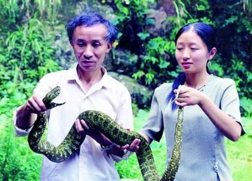 世界上最貴的毒蛇莽山烙鐵頭蛇 價格高達百萬美元中國特有品種