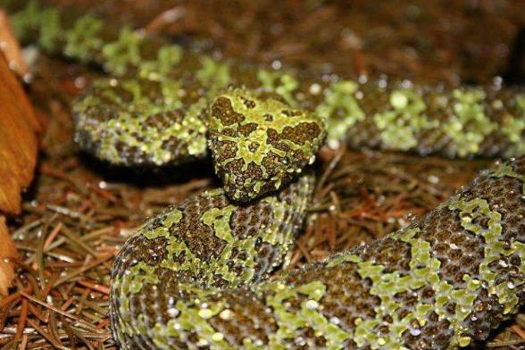 世界上最貴的毒蛇莽山烙鐵頭蛇 價格高達百萬美元中國特有品種