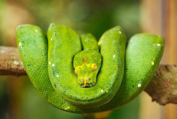 世界上最貴的無毒蛇藍(lán)血樹蟒(一條350萬元) 藍(lán)血蛇為什么這么貴