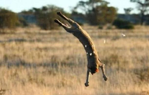 貓咪在澳洲被稱“最兇殘”動物,泛濫成災,政府花180億來消滅貓