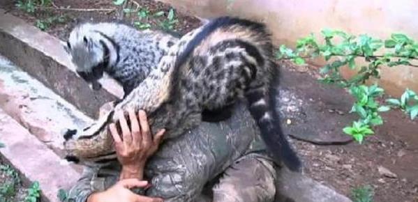 貓咪在澳洲被稱“最兇殘”動物,泛濫成災,政府花180億來消滅貓