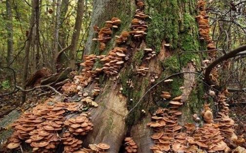 世界上最大的蘑菇 一個活了2400多歲的超大奧氏蜜環(huán)菌