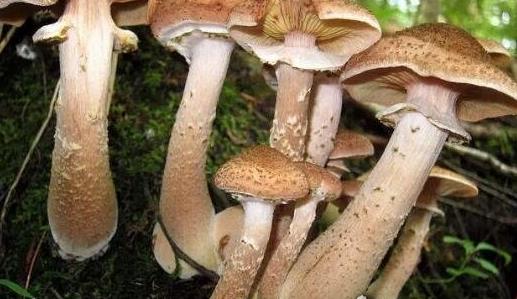 世界上最大的蘑菇 一個活了2400多歲的超大奧氏蜜環(huán)菌