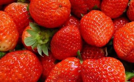 世界上最大的草莓 日本農民種出半斤大草莓打破世界紀錄