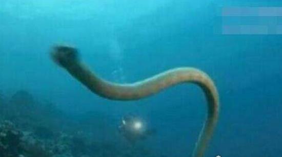 世界上最大的海蛇 巨型大海蛇長(zhǎng)18米 未被證實(shí)的生物