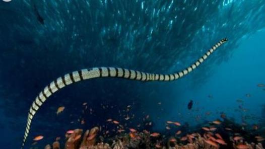 世界上最大的海蛇 巨型大海蛇長(zhǎng)18米 未被證實(shí)的生物