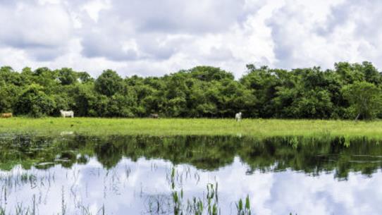 世界上最大的平原 亞馬孫平原面積達(dá)560萬(wàn)平方千米