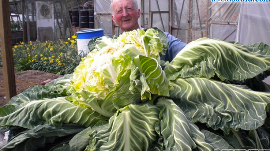 世界上最大的花菜 英國老漢種出54斤花菜