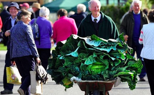 世界上最大的花菜 英國老漢種出54斤花菜